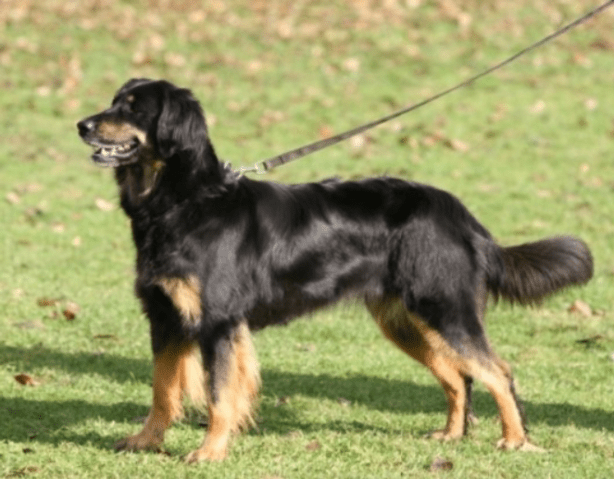 Foto Enie_ex_Canis_Lupus - Kopie