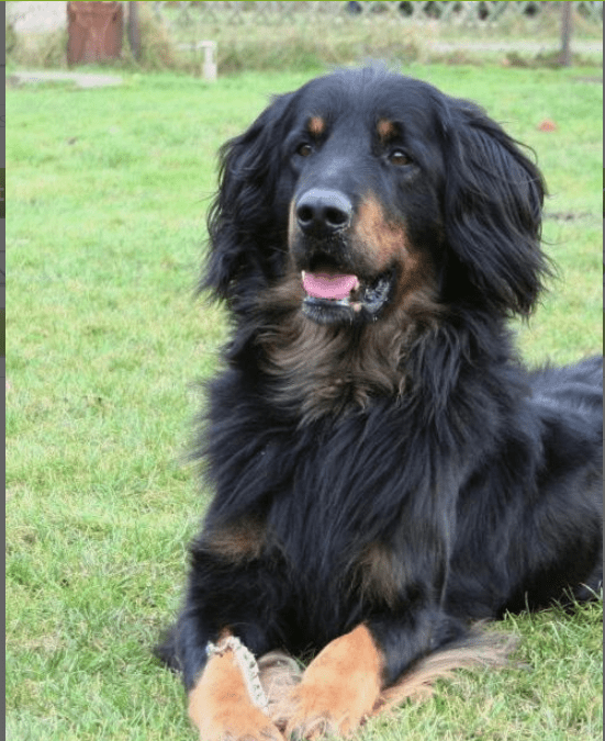 Foto Irwin_vom_Hundsbühl_